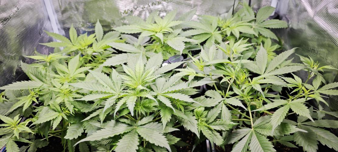 SpringZammies 2 (Solar Fang Debut Diary). Week 5 - Hat schon was, der Blick ins Zelt. 😍🌱🌱😍 