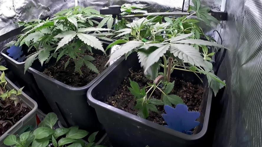 Primavera di ciliegia e nera, Inizia due
