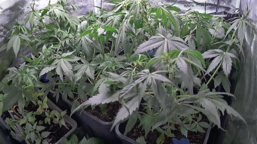 Primavera di ciliegia e nera, Inizia due. Week 5 - Sieht man ganz gut trotzdem 