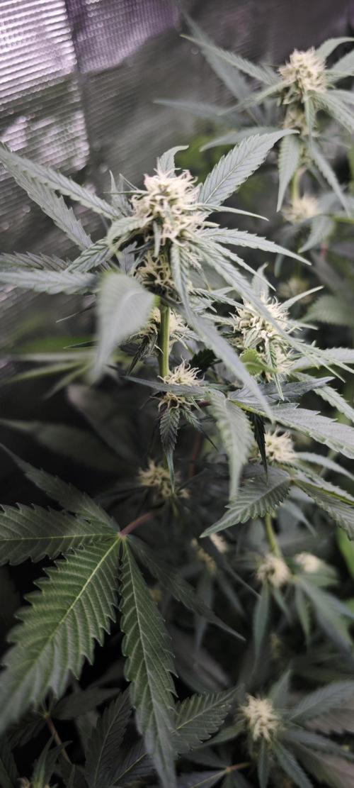 SpringZammies 2 (Solar Fang Debut Diary). Week 8 - Sherbet, die Schnelle