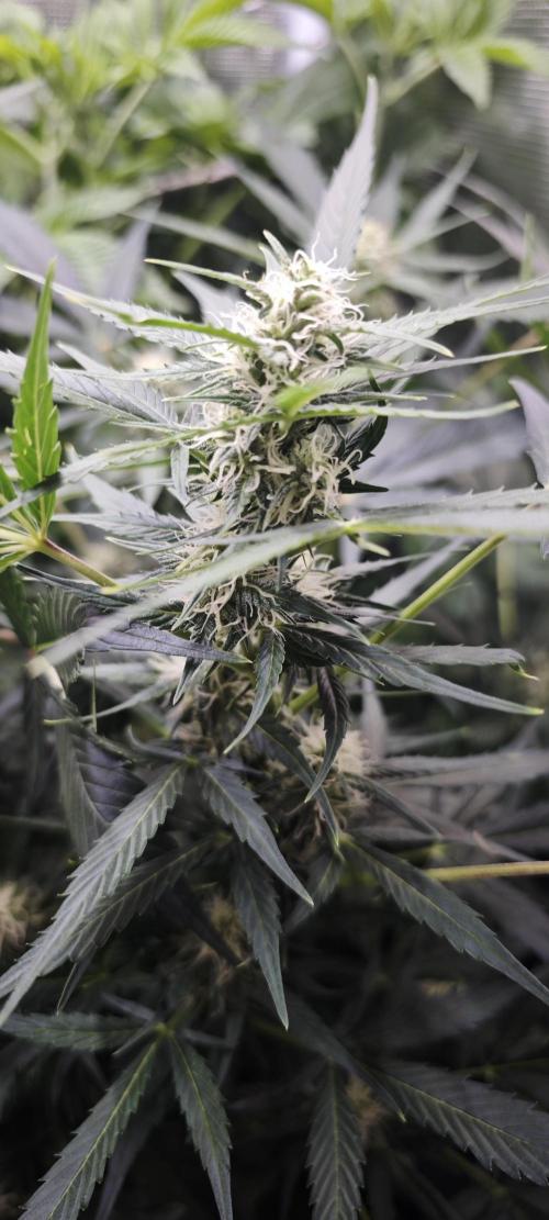 SpringZammies 2 (Solar Fang Debut Diary). Week 8 - Lemon Wonder