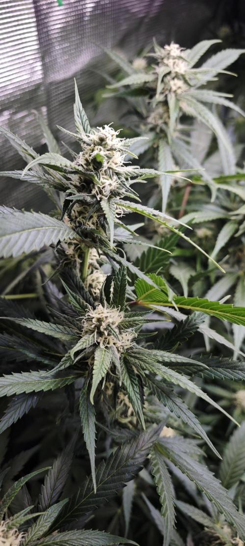 SpringZammies 2 (Solar Fang Debut Diary). Week 9 - Sherbet
