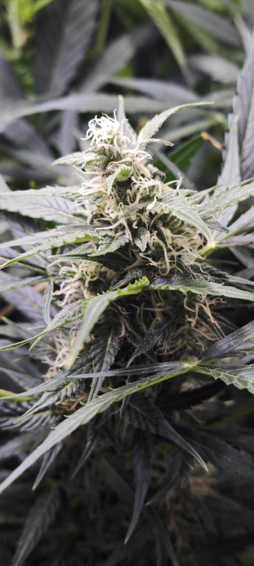 SpringZammies 2 (Solar Fang Debut Diary). Week 9 - Lemon wondert so vor sich hin