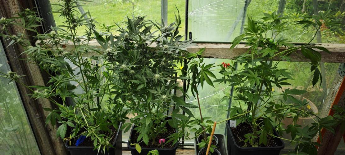 Primavera di ciliegia e nera, Inizia due. Week 9 - Living in the greenhouse
