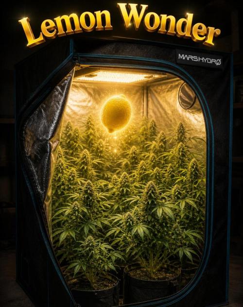SpringZammies 2 (Solar Fang Debut Diary). Week 10 - KI Gefummel
