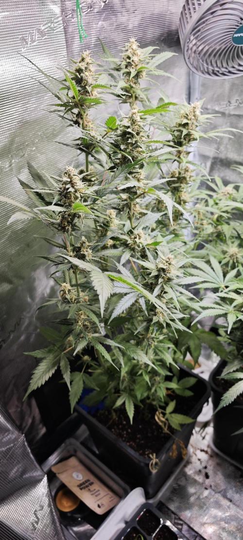 SpringZammies 2 (Solar Fang Debut Diary). Week 10 - Sherbet