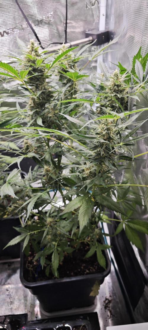 SpringZammies 2 (Solar Fang Debut Diary). Week 10 - Lemon Wonder