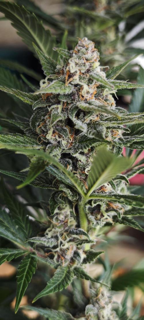 SpringZammies 2 (Solar Fang Debut Diary). Week 11