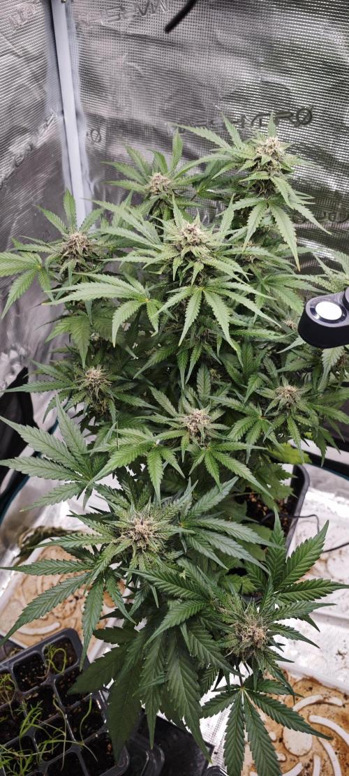 SpringZammies 2 (Solar Fang Debut Diary). Week 11