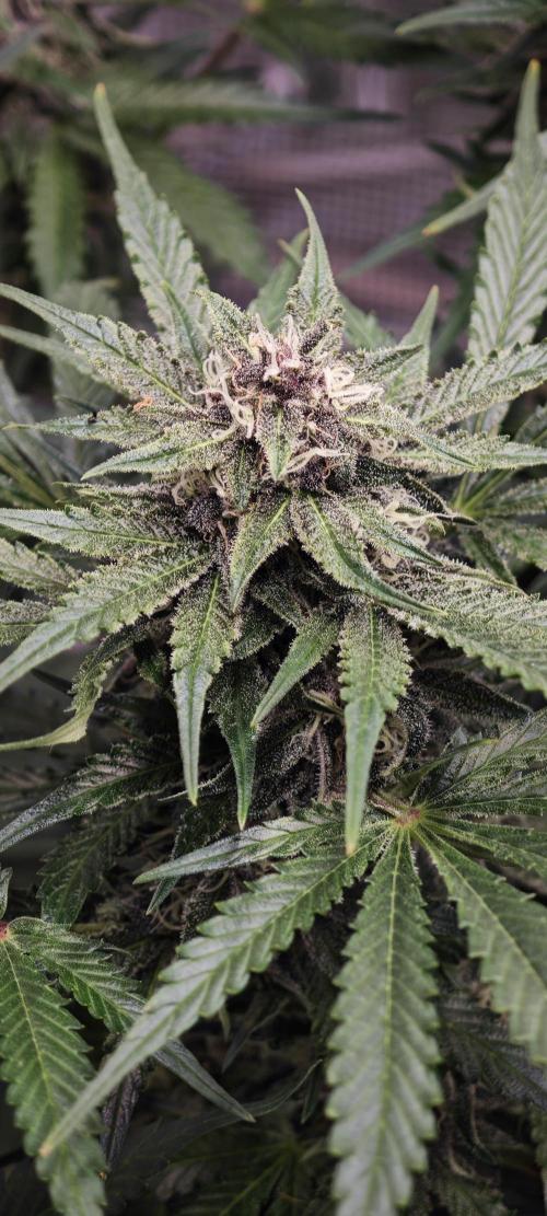 SpringZammies 2 (Solar Fang Debut Diary). Week 11