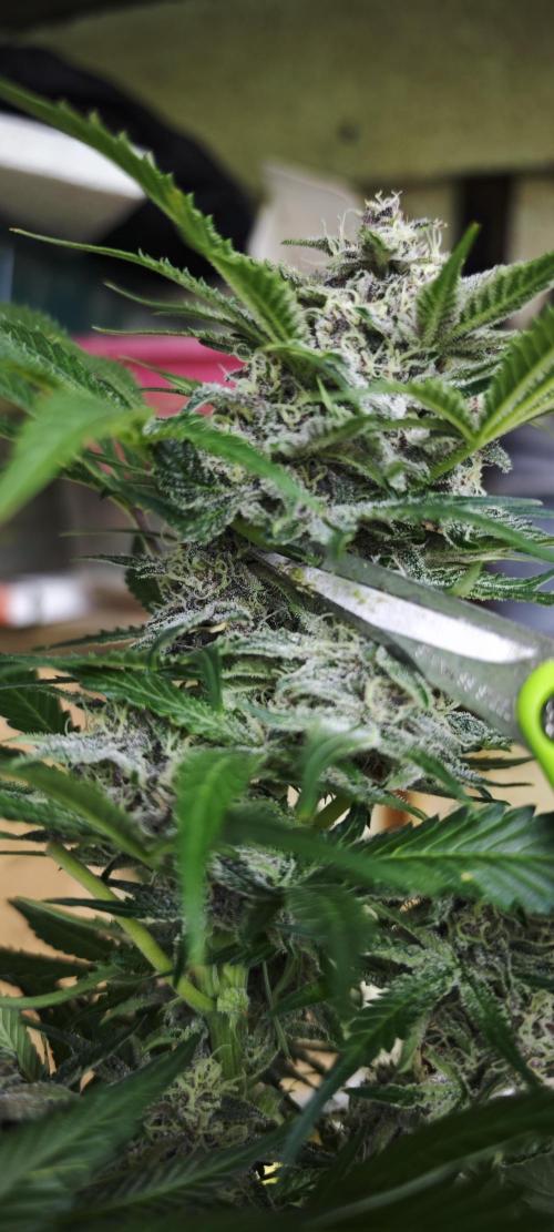 SpringZammies 2 (Solar Fang Debut Diary). Week 12 - Cut it down