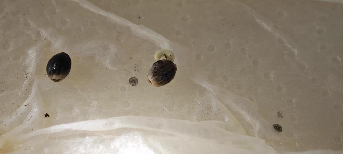 Cherry Pie Sidegrow. Week 0 - Geht doch! 