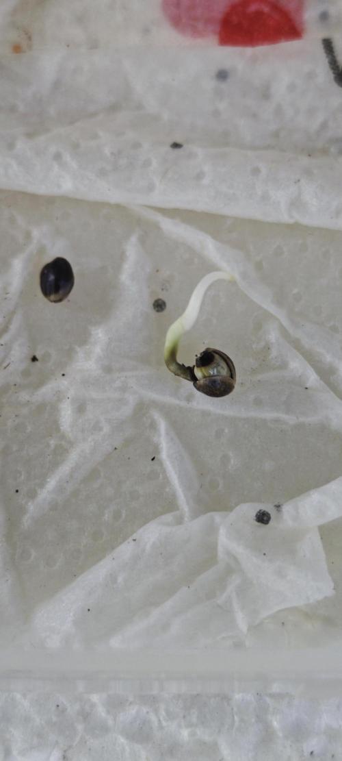 Cherry Pie Sidegrow. Week 1 - Nach nur einem weiteren Tag