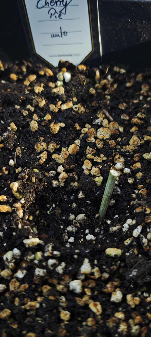 Cherry Pie Sidegrow. Week 1 - Lauerstellung im. Topf
