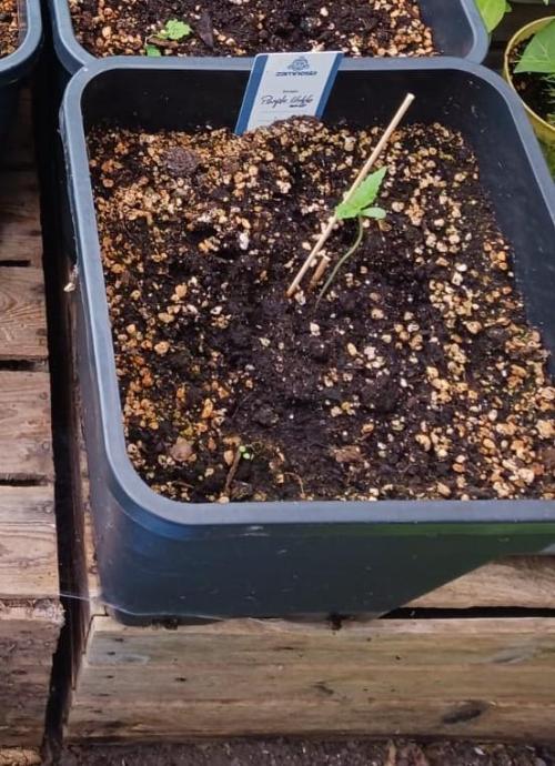 Lila Laune Grow (Sidegrow 2). Week 2 - Scheiß Qualität, aber die Pics sind nicht von mir