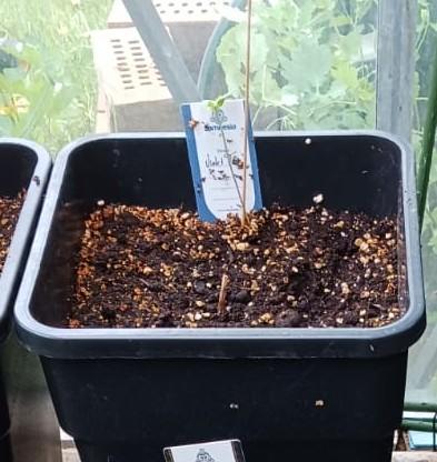 Lila Laune Grow (Sidegrow 2). Week 2