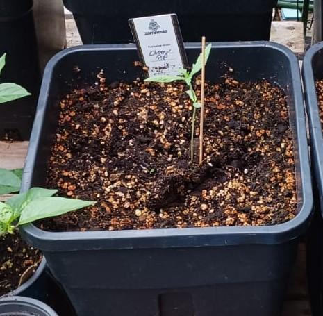 Cherry Pie Sidegrow. Week 4 - Bildquli bescheiden. Ist Crop aus Gesamtbild