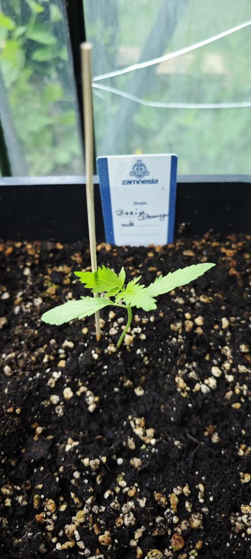 Crazy mix. Week 5