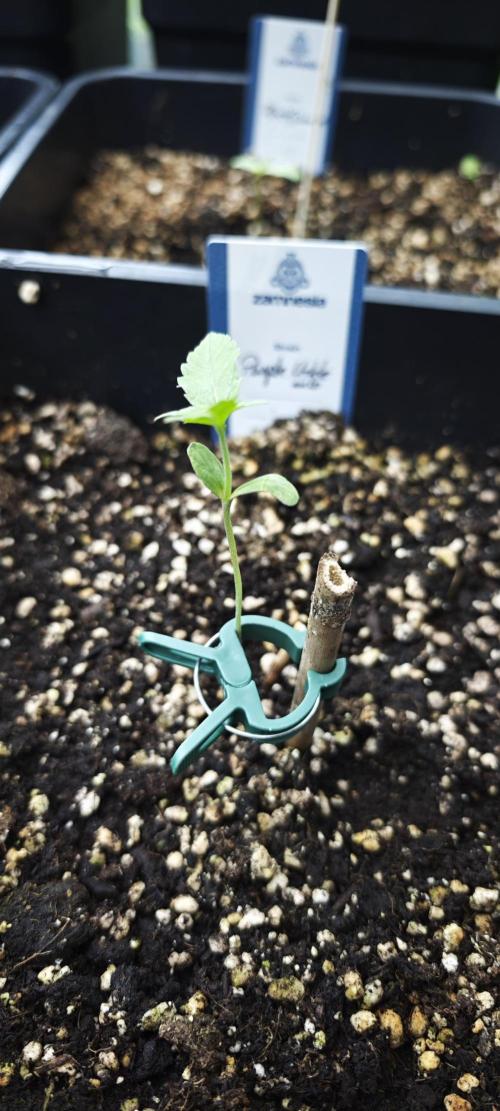 Lila Laune Grow (Sidegrow 2). Week 3