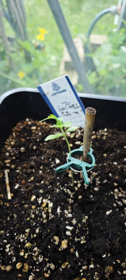 Lila Laune Grow (Sidegrow 2). Week 3