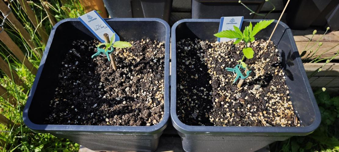 Lila Laune Grow (Sidegrow 2). Week 4 - Leichtes Wachstum