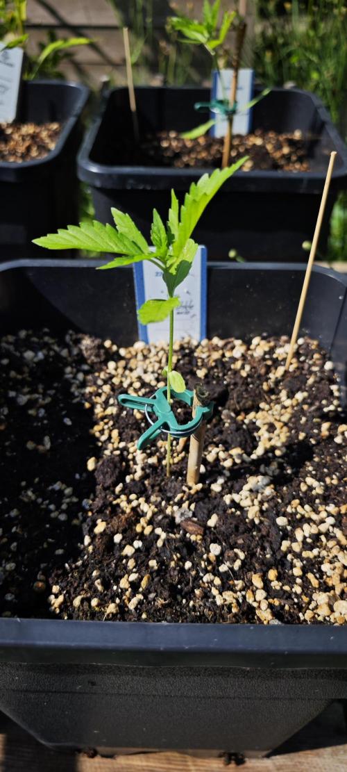 Lila Laune Grow (Sidegrow 2). Week 4