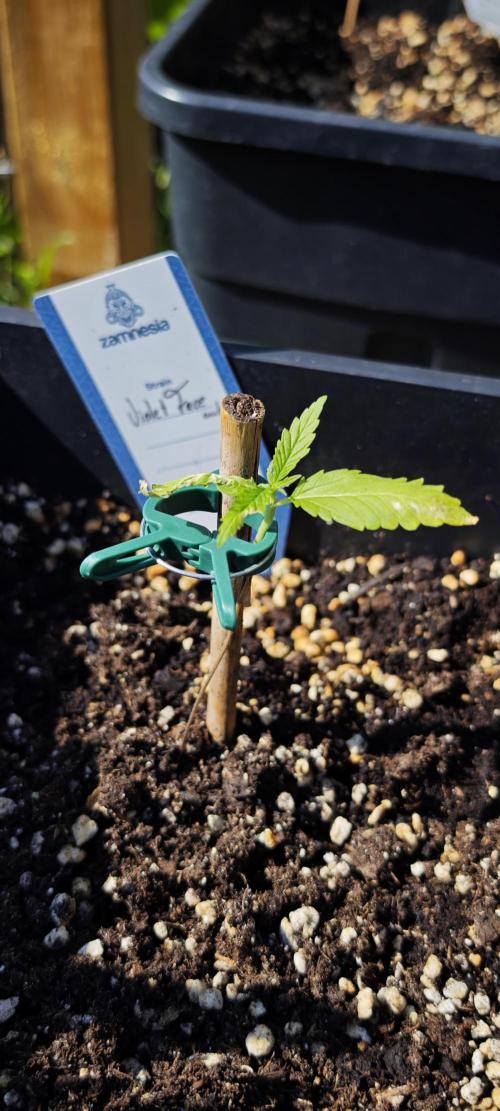 Lila Laune Grow (Sidegrow 2). Week 4 - Ob die so klarkommt mit der ganzen Sonne? 