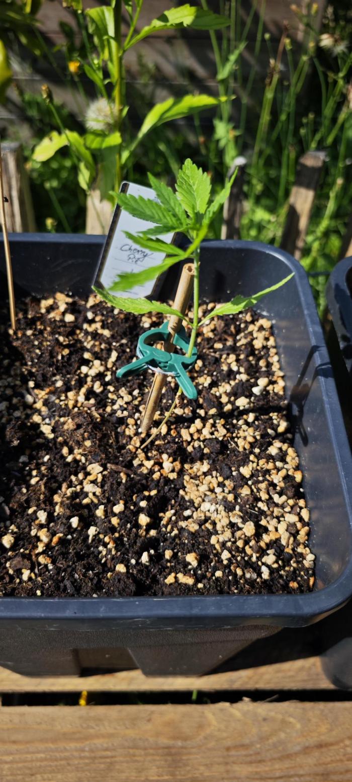 Cherry Pie Sidegrow. Week 6