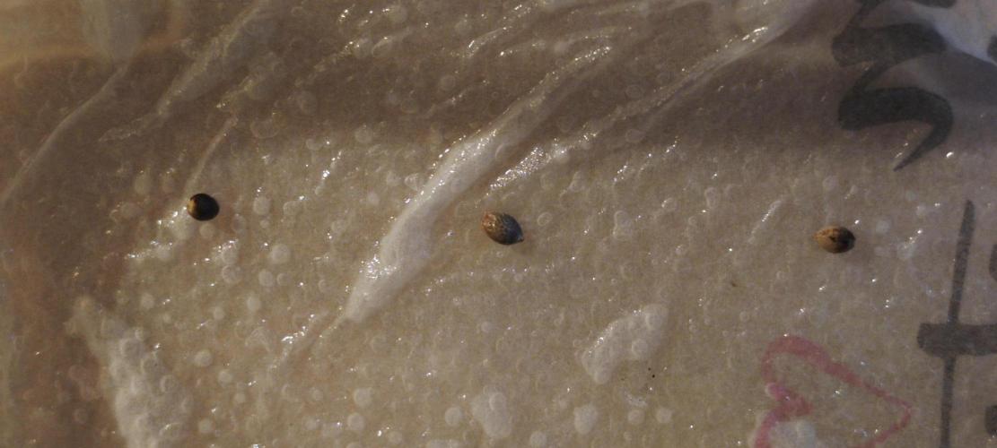 CBD CBD CBD. Week 0