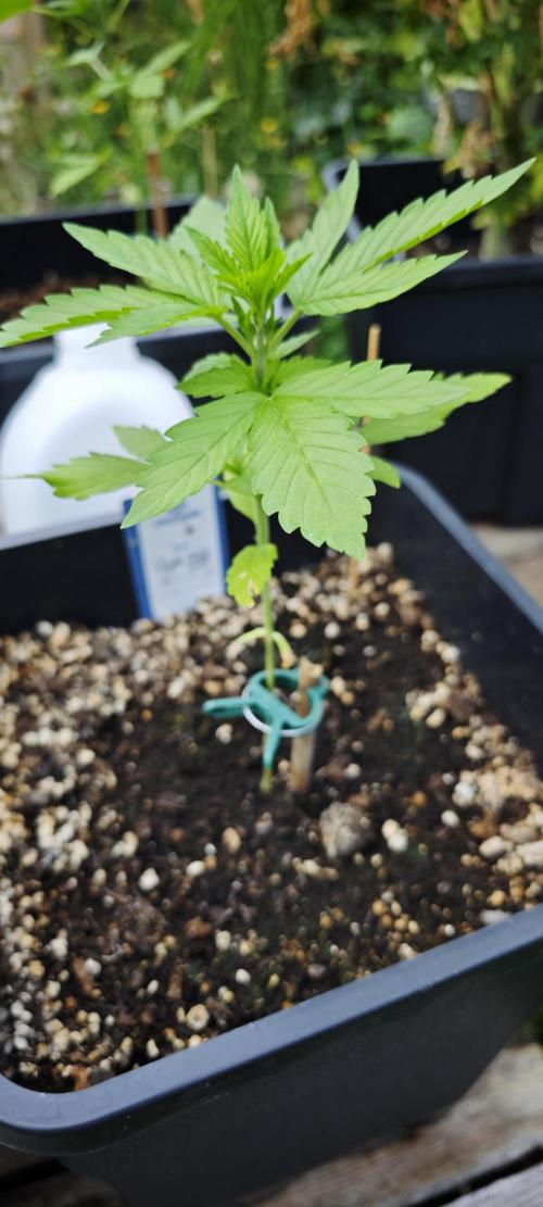Lila Laune Grow (Sidegrow 2). Week 5