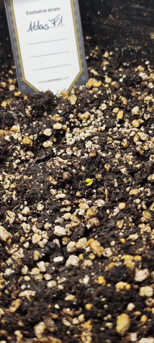 Königlicher CBD Grow. Week 0
