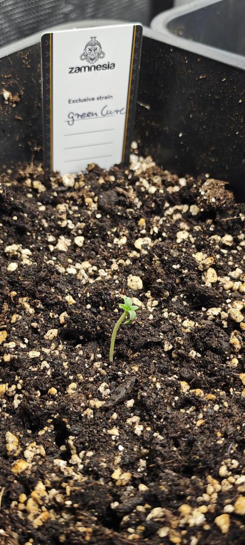 CBD CBD CBD. Week 1