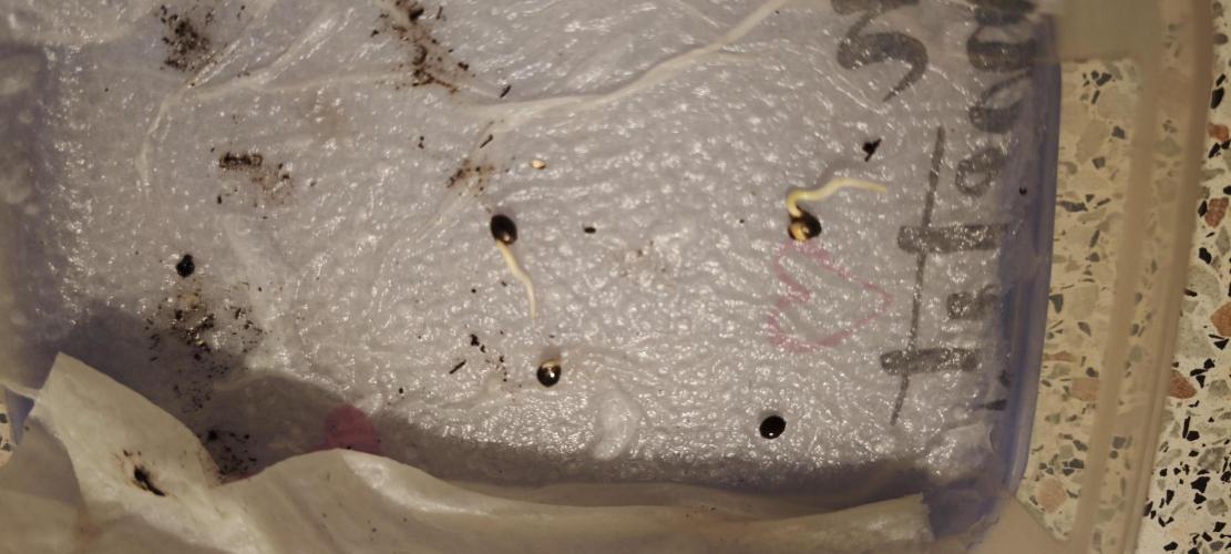 Königlicher CBD Grow. Week 0 - Deutlich gekeimt und substratfertig 