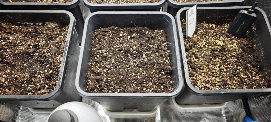 Königlicher CBD Grow. Week 0 - Atlas mit Vorsprung 
