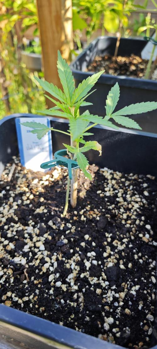 Lila Laune Grow (Sidegrow 2). Week 6