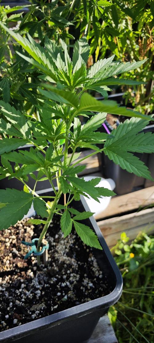 Lila Laune Grow (Sidegrow 2). Week 6