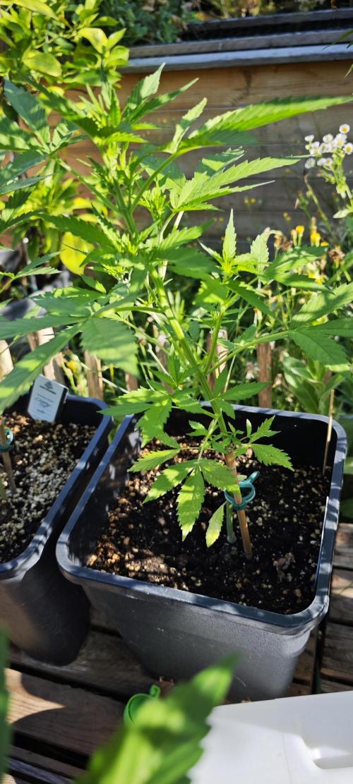 Crazy mix. Week 8
