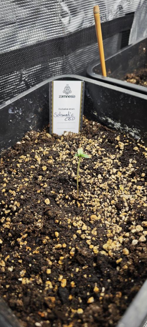 Königlicher CBD Grow. Week 1