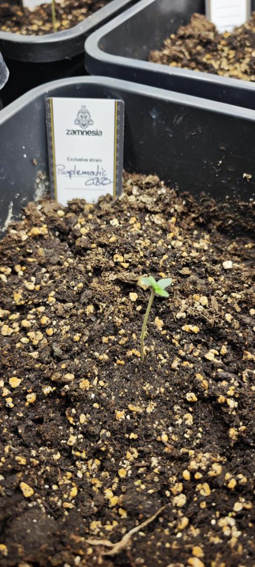 Königlicher CBD Grow. Week 1