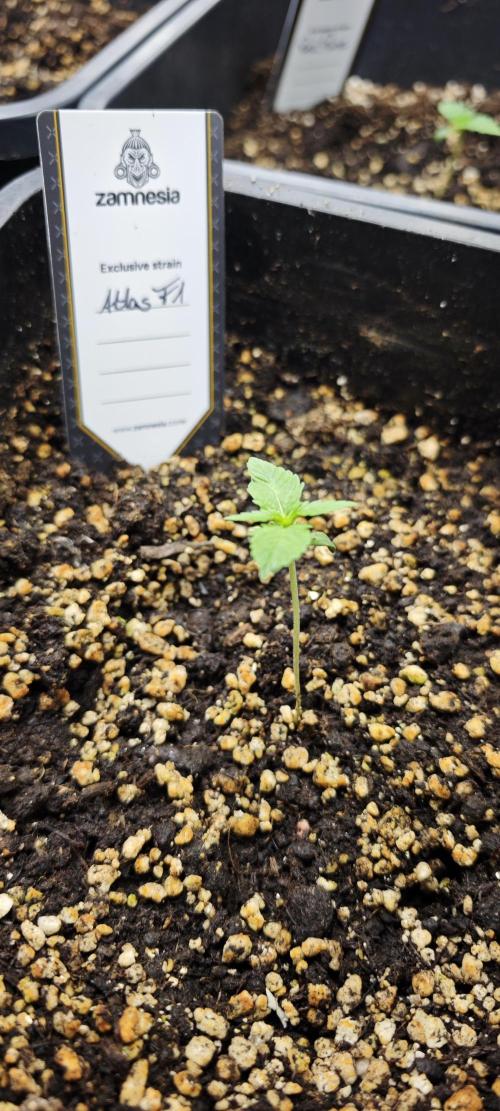 Königlicher CBD Grow. Week 1
