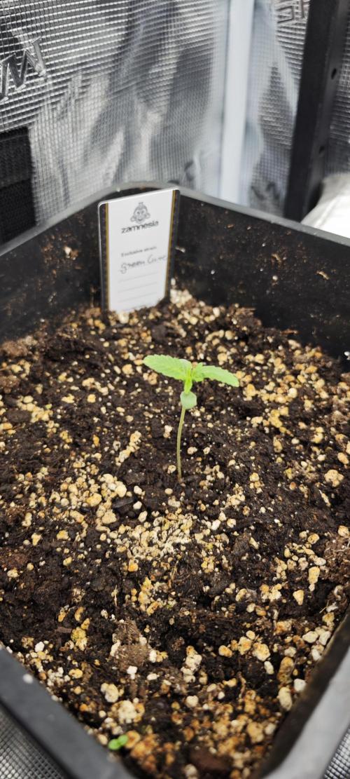 CBD CBD CBD. Week 2