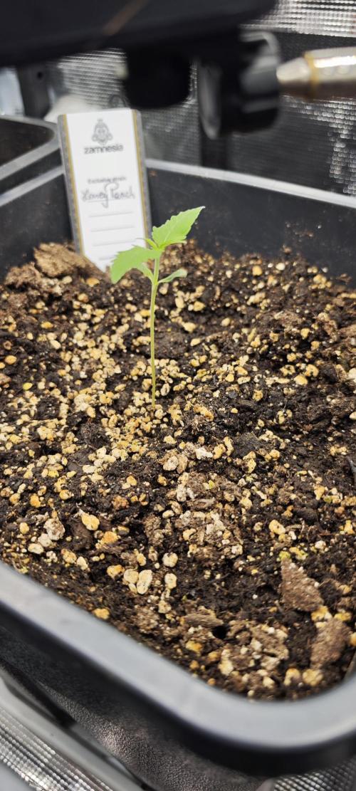 CBD CBD CBD. Week 2