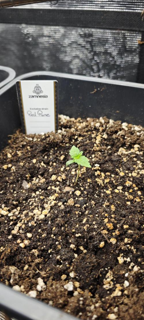 CBD CBD CBD. Week 2