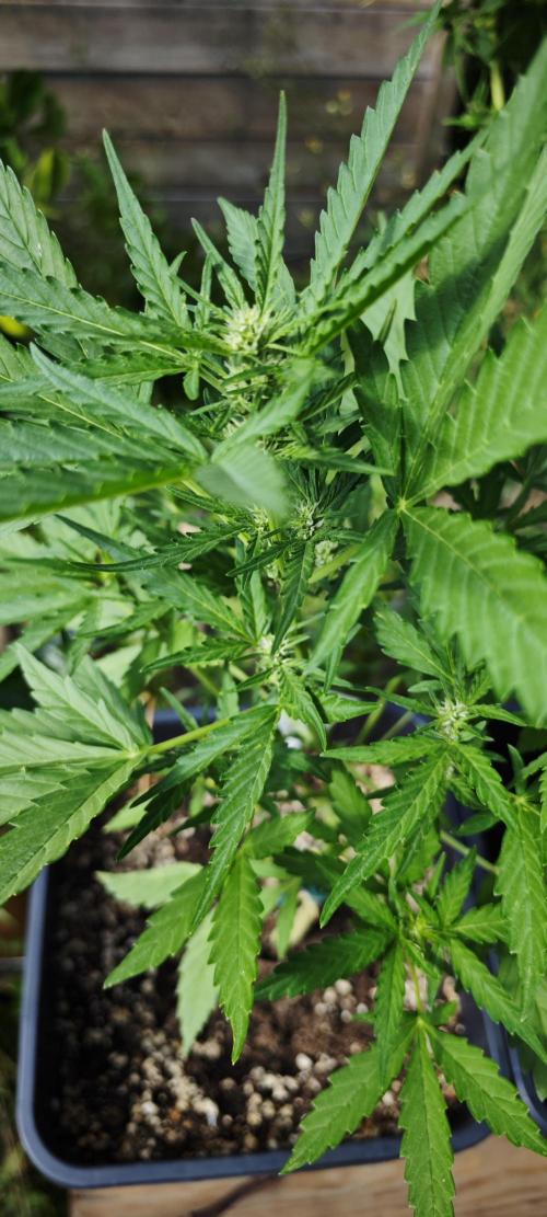 Cherry Pie Sidegrow. Week 8 - Jetzt ist es quasi amtlich. Flowering time