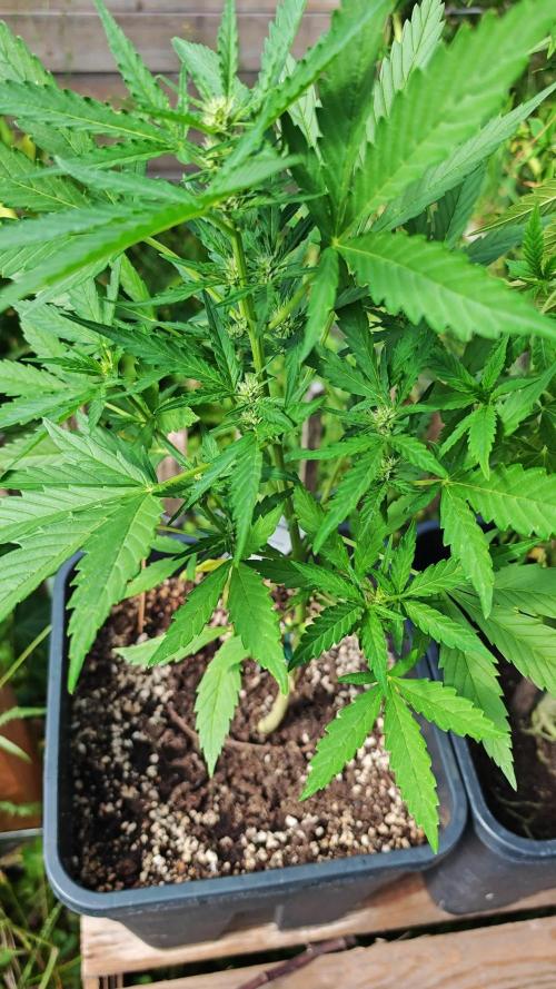 Cherry Pie Sidegrow
