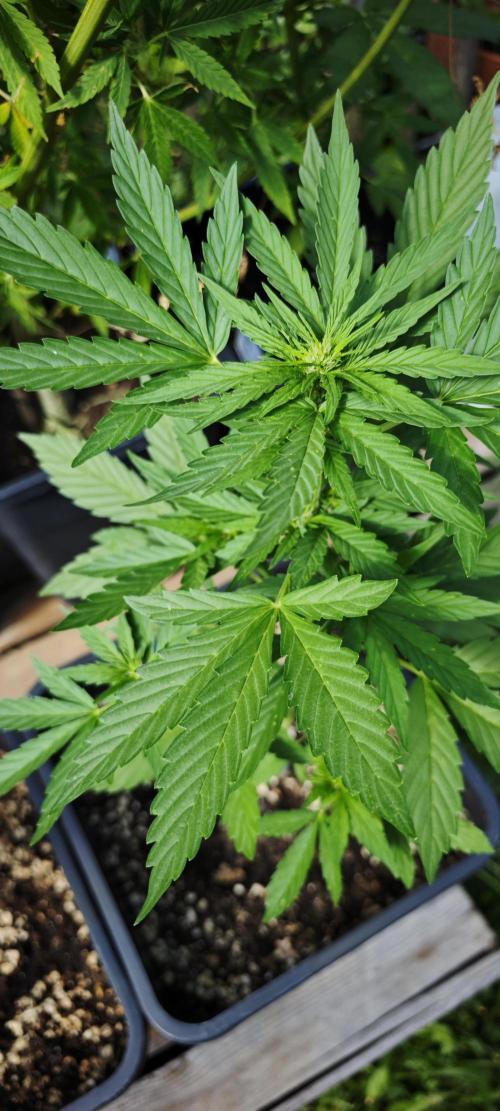 Lila Laune Grow (Sidegrow 2). Week 6 - Nanüchen, nanüchen? 