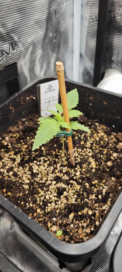 CBD CBD CBD. Week 3 - Green Cure bei 11cm. Nicht übel 
