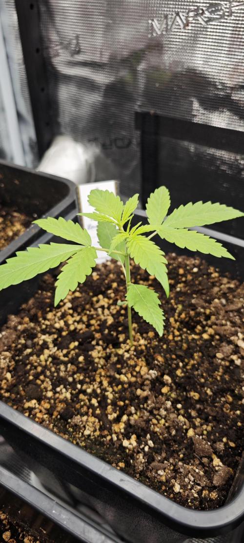 CBD CBD CBD. Week 3 - Honey Peach ist am weitesten. 15cm