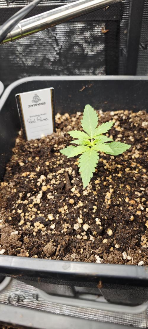 CBD CBD CBD. Week 3 - Red Pure bei nur 7cm