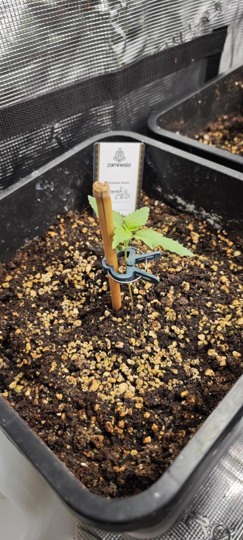 Königlicher CBD Grow. Week 3 - Solomatic 